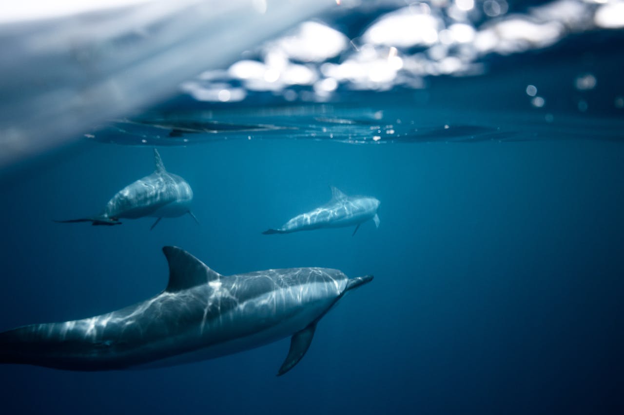 Dauphins émotion