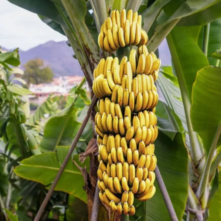 bananes