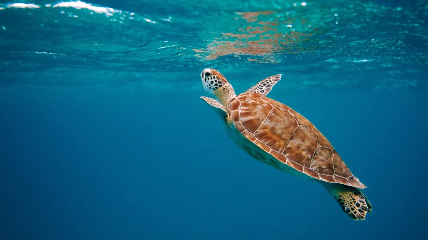 Tortues 
